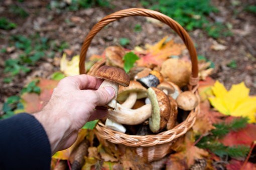 Raccolta funghi, dai boschi alla tavola: regole e controlli per evitare rischi Raccolta funghi, dai boschi alla tavola: regole e controlli per evitare rischi