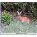 Biodiversità nel Biellese: un dono dei Sardi alla terra di adozione - Foto di Lucio Bordignon