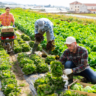 Lavoro agricolo stagionale, Regione Piemonte: fondi ai Comuni per accoglienza e legalità