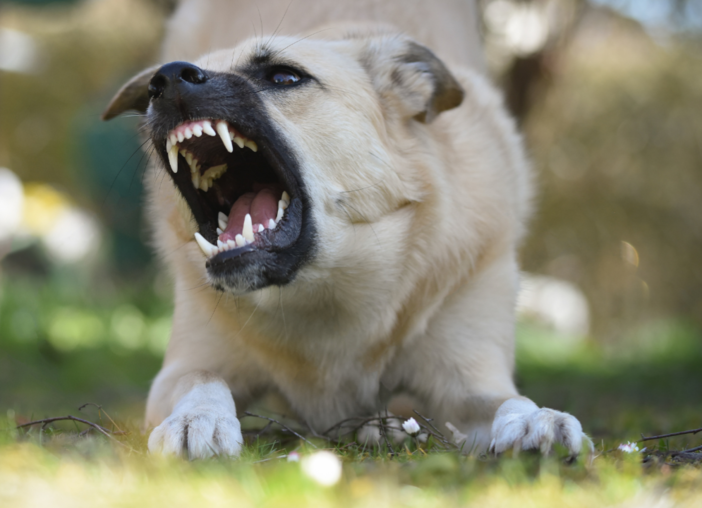Aggredita da un cane a Cavaglià Aggredita da un cane a Cavaglià