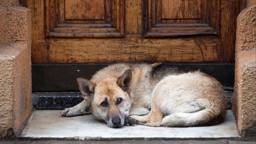 “La gentilezza non va in vacanza”: a Candelo una campagna contro l’abbandono degli animali “La gentilezza non va in vacanza”: a Candelo una campagna contro l’abbandono degli animali