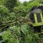 Maltempo a Biella, pianta cade e danneggia un’auto - Foto di repertorio