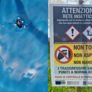 Popilia Japonica, 3 anni di ricerca: a Biella i risultati del progetto “Dante” sull’uso di droni in vigneto (foto di repertorio)