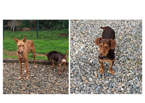 Che ne dite di adottare una bassottina stupenda e una Cirneca dell’Etna meravigliosa?