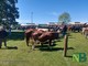 Occhieppo Superiore, 480 mucche per la Pezzata Rossa d'Oropa - Foto e video Alessandro Bozzonetti per newsbiella.it