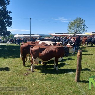 Occhieppo Superiore, 480 mucche per la Pezzata Rossa d'Oropa - Foto e video Alessandro Bozzonetti per newsbiella.it