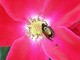 Legambiente Biella, Popillia japonica, informarsi correttamente per non aggravare i danni