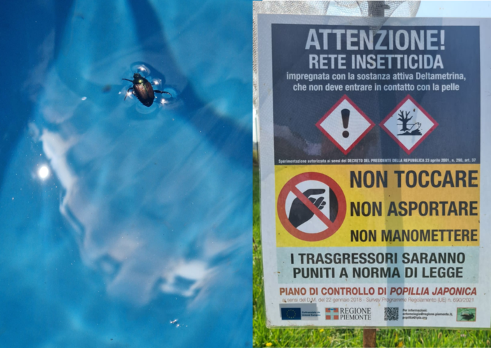 Popilia Japonica, 3 anni di ricerca: a Biella i risultati del progetto “Dante” sull’uso di droni in vigneto (foto di repertorio) Popilia Japonica, 3 anni di ricerca: a Biella i risultati del progetto “Dante” sull’uso di droni in vigneto (foto di repertorio)