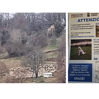 Quaregna Cerreto, maremmano rincorre escursionista. Il sindaco: "Prestate attenzione ai cartelli"