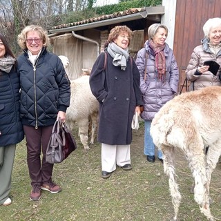 Valdilana, l’Inner Wheel Valsesia visita Alpacone: dagli alpaca ai filati di pregio