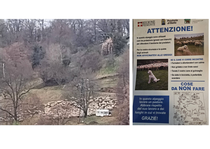 Quaregna Cerreto, maremmano rincorre escursionista. Il sindaco: "Prestate attenzione ai cartelli" Quaregna Cerreto, maremmano rincorre escursionista. Il sindaco: "Prestate attenzione ai cartelli"