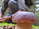 Funghi, la sicurezza comincia dalla raccolta: i consigli per evitare le intossicazioni (foto di repertorio)