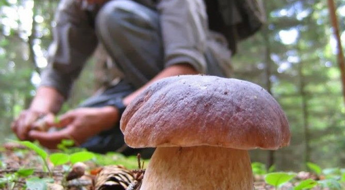Funghi, la sicurezza comincia dalla raccolta: i consigli per evitare le intossicazioni (foto di repertorio)