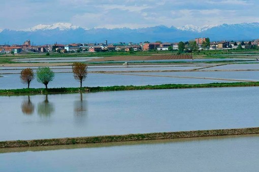Siccità, il Piemonte verso lo stato di calamità: sostegni per le aziende agricole Siccità, il Piemonte verso lo stato di calamità: sostegni per le aziende agricole