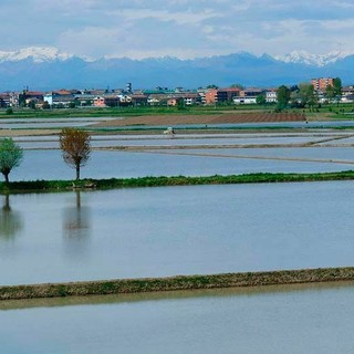 Siccità, il Piemonte verso lo stato di calamità: sostegni per le aziende agricole Siccità, il Piemonte verso lo stato di calamità: sostegni per le aziende agricole