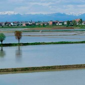 Siccità, il Piemonte verso lo stato di calamità: sostegni per le aziende agricole Siccità, il Piemonte verso lo stato di calamità: sostegni per le aziende agricole