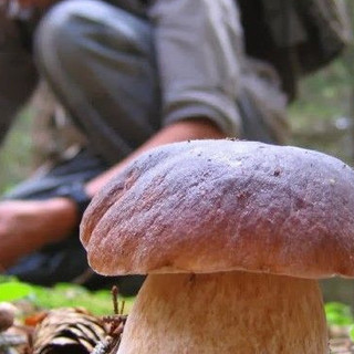 Funghi, la sicurezza comincia dalla raccolta: i consigli per evitare le intossicazioni (foto di repertorio)