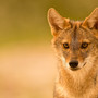 “L’espansione silenziosa del “fantasma dorato”. Lo sciacallo dorato (Canis aureus) in Italia”, se ne parla a Selvatica
