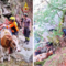 Animali bloccati in alta quota: complesso recupero in Val Sermenza