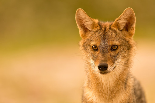“L’espansione silenziosa del “fantasma dorato”. Lo sciacallo dorato (Canis aureus) in Italia”, se ne parla a Selvatica