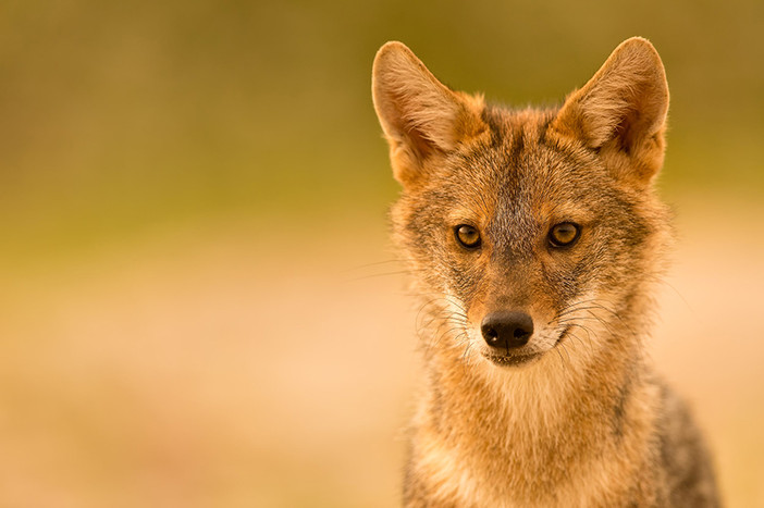“L’espansione silenziosa del “fantasma dorato”. Lo sciacallo dorato (Canis aureus) in Italia”, se ne parla a Selvatica