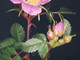 Rosa seraphinii Viv. Nome italiano: Rosa dei Serafini. Nome sardo: Arrosa, Rosa burda, Ru malciu - Foto di Ninni Carreras “Fiori di Gallura”