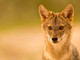 “L’espansione silenziosa del “fantasma dorato”. Lo sciacallo dorato (Canis aureus) in Italia”, se ne parla a Selvatica
