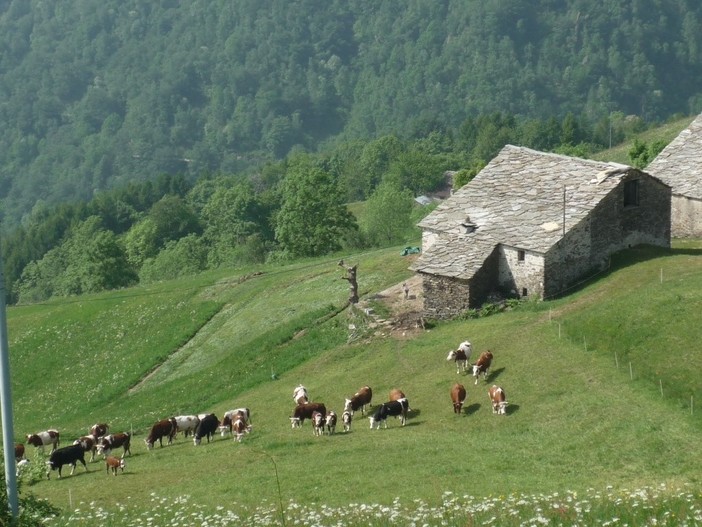 Bagneri, torna la Passeggiata alle Salvine: cammino fra baite e prati fioriti