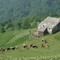 Bagneri, torna la Passeggiata alle Salvine: cammino fra baite e prati fioriti Bagneri, torna la Passeggiata alle Salvine: cammino fra baite e prati fioriti