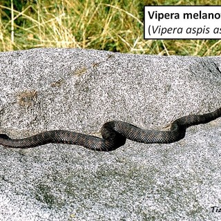 Vipere: Riconoscerle e prevenire spiacevoli incontri durante le escursioni
