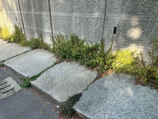 Biella, cresce il degrado in città: "Marciapiedi impraticabili e incuria da mesi" Biella, cresce il degrado in città: "Marciapiedi impraticabili e incuria da mesi"