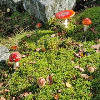 “I Bioindicatori, Le spie dei Porcini“, cosa sono e come imparare a leggere il bosco