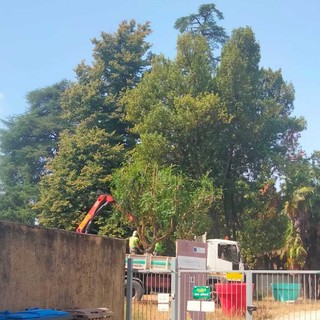 melograni di Biella arrivano a Chiavazza