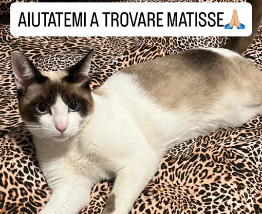 Gaglianico, appello per ritrovare Matisse scomparso da tre giorni