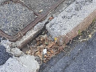 Leone: &quot;La manutenzione ordinaria della Città di Biella è un problema grave&quot; FOTO