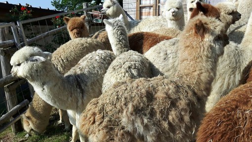 Fine settimana di tosatura degli alpaca a Trivero