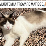 Gaglianico, appello per ritrovare Matisse scomparso da tre giorni Gaglianico, appello per ritrovare Matisse scomparso da tre giorni