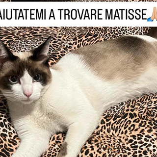 Gaglianico, appello per ritrovare Matisse scomparso da tre giorni