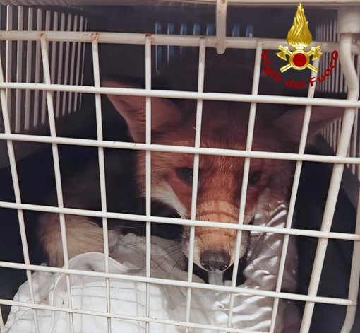 Santhià, volpe entra in un negozio, la recuperano i Vigili del Fuoco Santhià, volpe entra in un negozio, la recuperano i Vigili del Fuoco