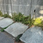 Biella, cresce il degrado in città: "Marciapiedi impraticabili e incuria da mesi" Biella, cresce il degrado in città: "Marciapiedi impraticabili e incuria da mesi"
