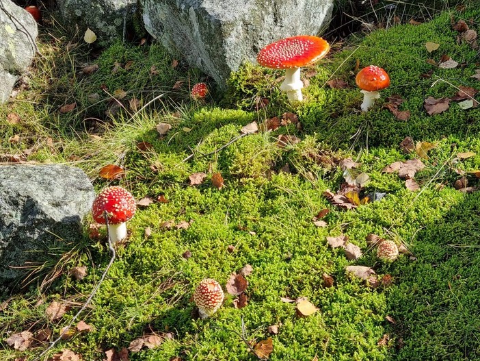 “I Bioindicatori, Le spie dei Porcini“, cosa sono e come imparare a leggere il bosco