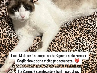 Gaglianico, appello per ritrovare Matisse scomparso da tre giorni Gaglianico, appello per ritrovare Matisse scomparso da tre giorni