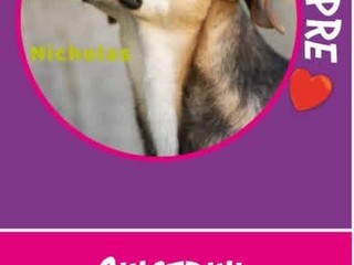 Bulli e Pupe con la Coda vi aspetta al  Charity shop a Mongrando