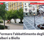 Biella, una raccolta firme per fermare l'abbattimento di alberi Biella, una raccolta firme per fermare l'abbattimento di alberi