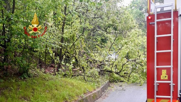 Intense raffiche di vento in alta Valle Elvo, alberi caduti sulla strada (foto di repertorio)