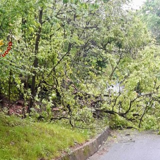 Intense raffiche di vento in alta Valle Elvo, alberi caduti sulla strada (foto di repertorio)