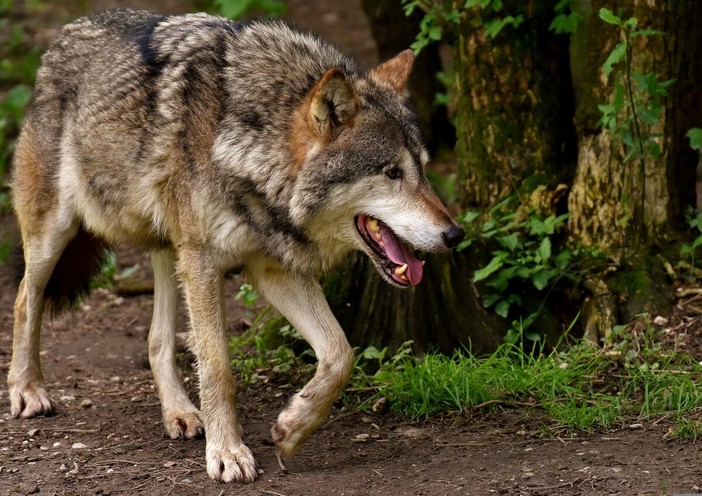 Predazione da grandi carnivori, dalla Regione una dotazione di 744mila euro: i capi saranno risarciti al 100%  (foto di repertorio)