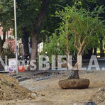 Biella, al via il trasferimento dei melograni: proteste e presidio alla Fons Vitae: “Difendiamo il verde pubblico”