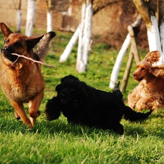 Lessona, approvato il progetto della nuova area sgambamento cani