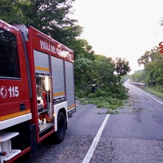 Pianta sulla strada, Vigili del Fuoco in azione sulla Settimo Vittone (foto di repertorio)